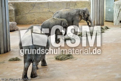 Asiatischer Elefant (12 von 21).jpg